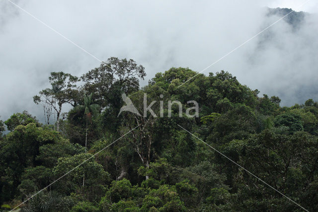 Manu National Park