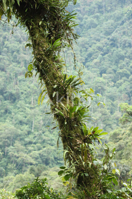 Manu National Park