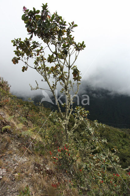 Manu National Park