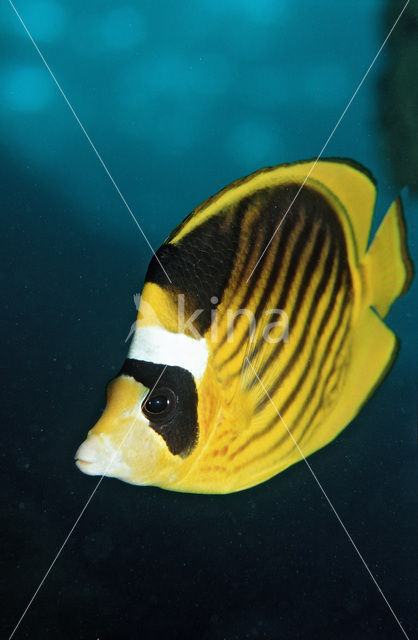 Masker koraalvlinder (Chaetodon fasciatus)