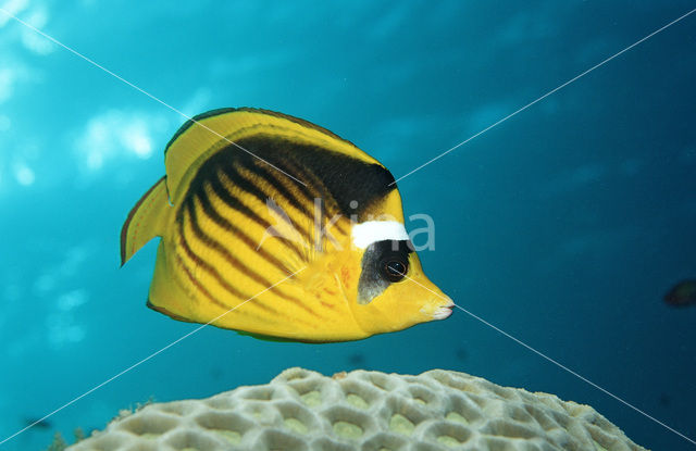 Masker koraalvlinder (Chaetodon fasciatus)