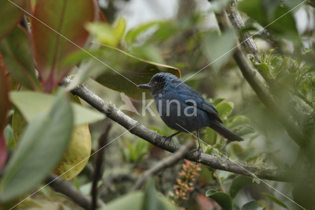 Masker Flowerpiercer (Diglossa cyanea)