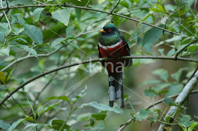 Maskertrogon (Trogon personatus)