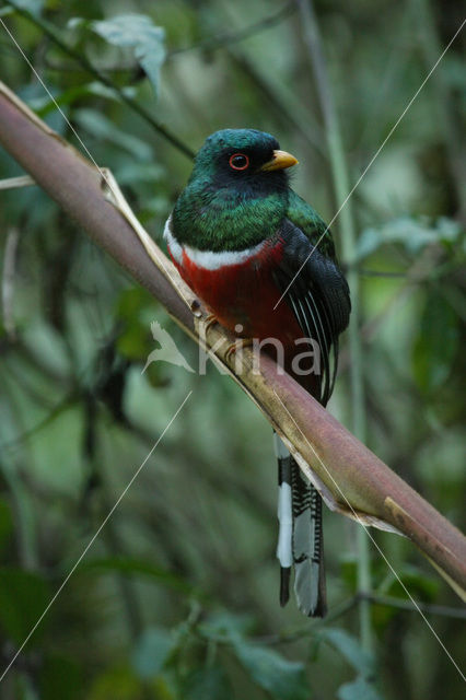 Maskertrogon (Trogon personatus)