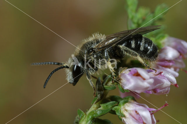 Lasioglossum leucozonium