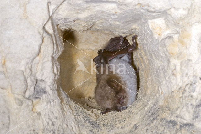 Meervleermuis (Myotis dasycneme)