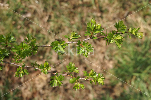 Hawthorn (Crataegus )