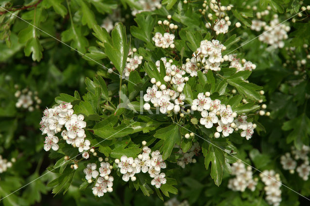 Hawthorn (Crataegus )