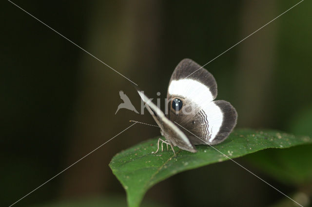 Mesosemia cf. naiadella