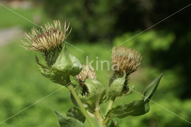 Cabbage Thistle (Cirsium oleraceum)