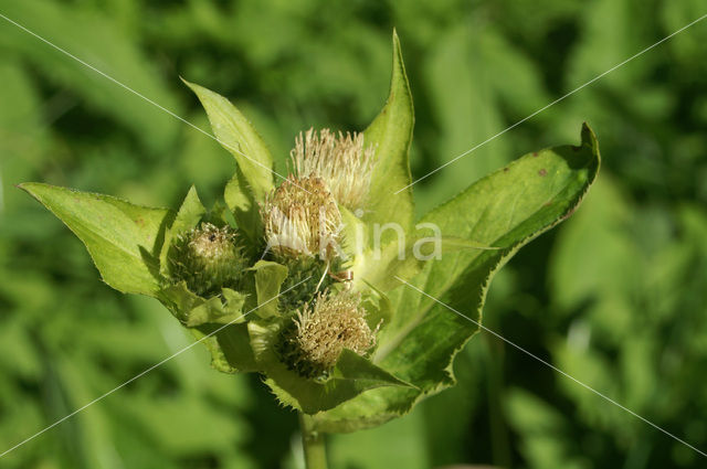 Cabbage Thistle (Cirsium oleraceum)