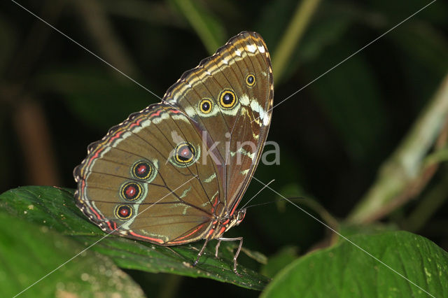 Morpho helenor