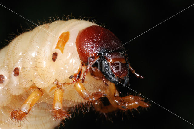 Rhinoceros Beetle (Oryctes nasicornis)