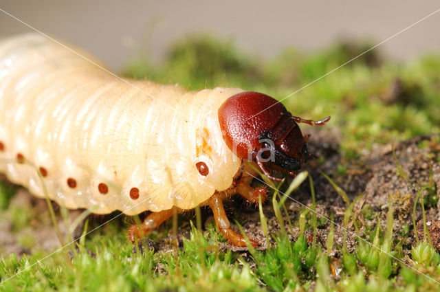 Neushoornkever (Oryctes nasicornis)