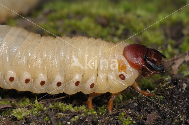 Neushoornkever (Oryctes nasicornis)