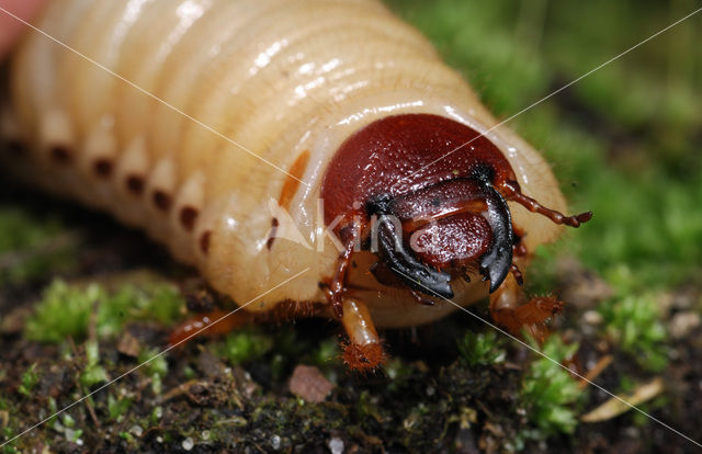 Neushoornkever (Oryctes nasicornis)