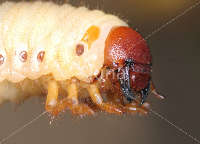 Rhinoceros Beetle (Oryctes nasicornis)