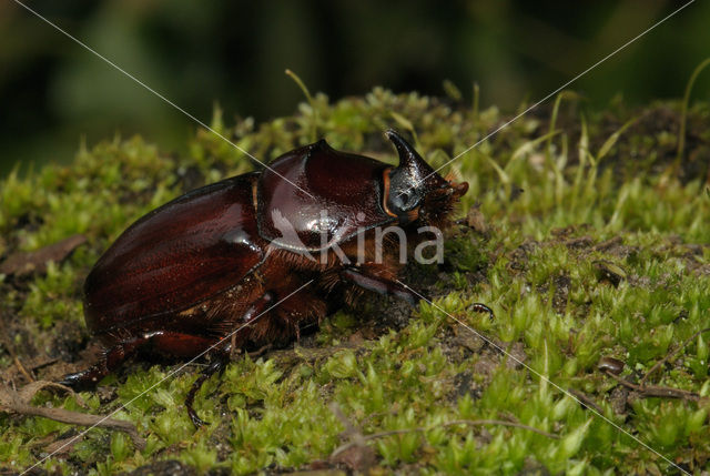 Rhinoceros Beetle (Oryctes nasicornis)