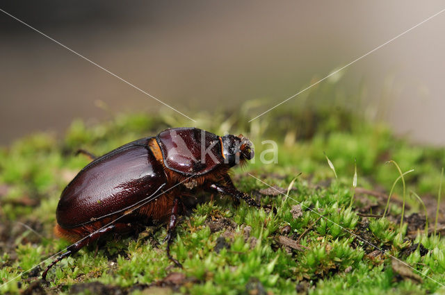 Neushoornkever (Oryctes nasicornis)