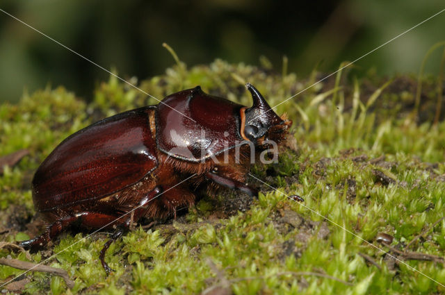 Neushoornkever (Oryctes nasicornis)