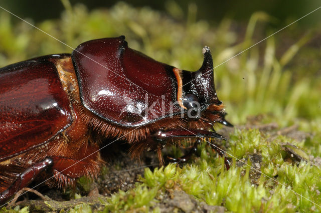 Neushoornkever (Oryctes nasicornis)