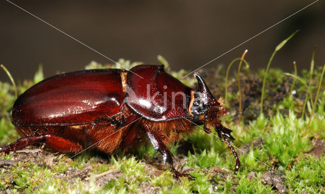 Neushoornkever (Oryctes nasicornis)