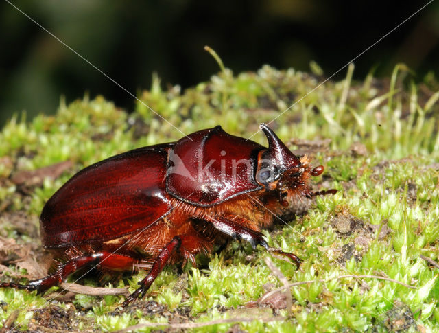 Neushoornkever (Oryctes nasicornis)