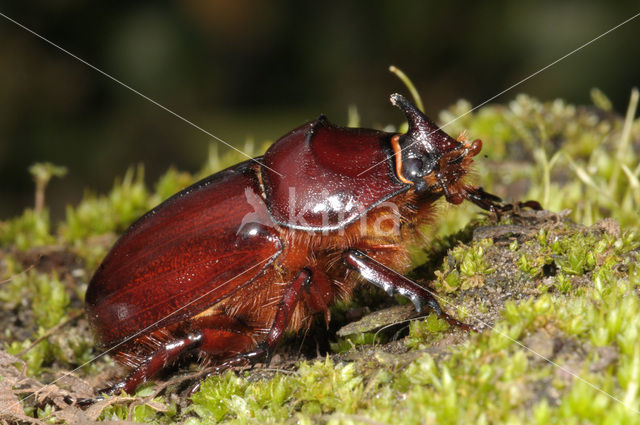 Neushoornkever (Oryctes nasicornis)