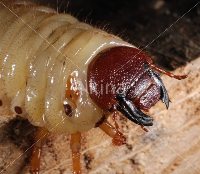 Neushoornkever (Oryctes nasicornis)