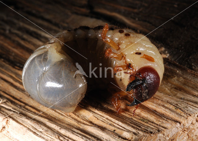 Neushoornkever (Oryctes nasicornis)