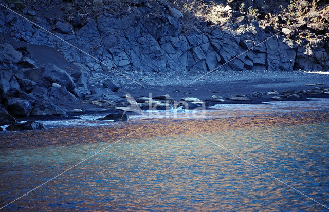 Northern Elephant seal (Mirounga angustirostris)