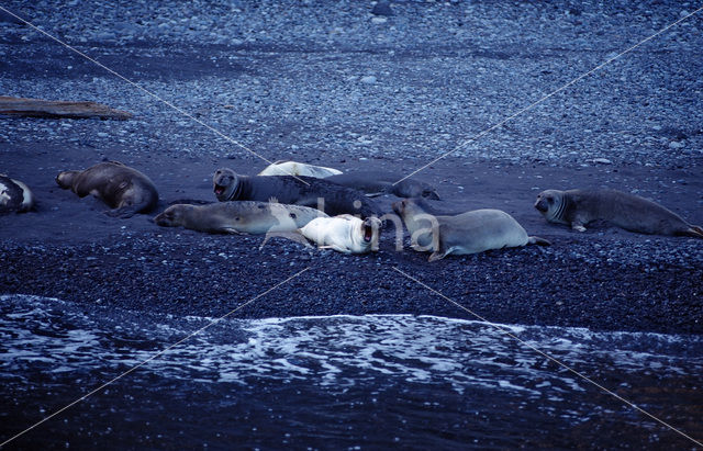 Northern Elephant seal (Mirounga angustirostris)