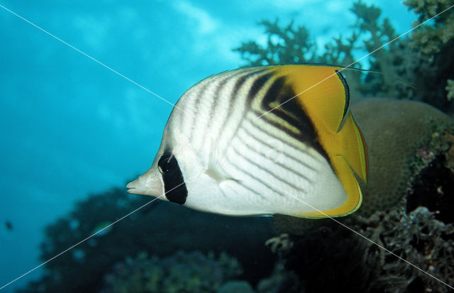 Oogvlek Koraalvlinder (Chaetodon auriga)