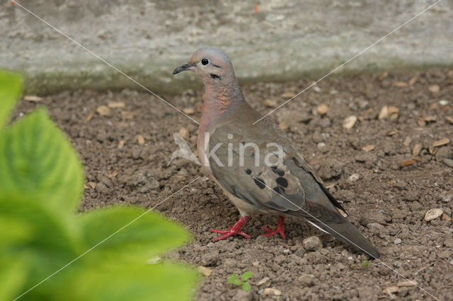 Eared Dove (Zenaida auriculata)