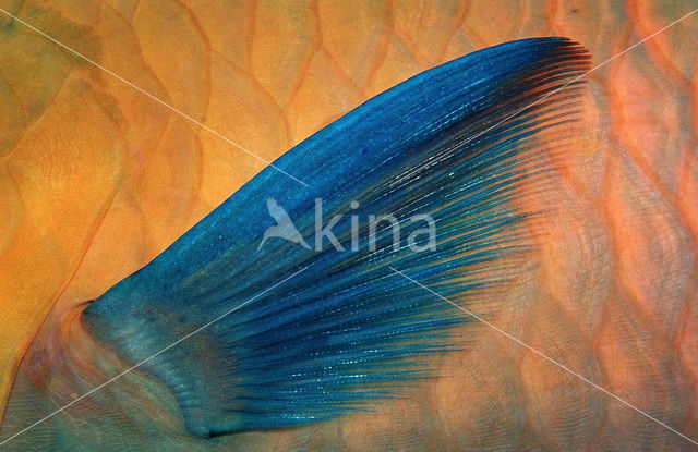 Papegaaivis (Scarus prasiognathos)