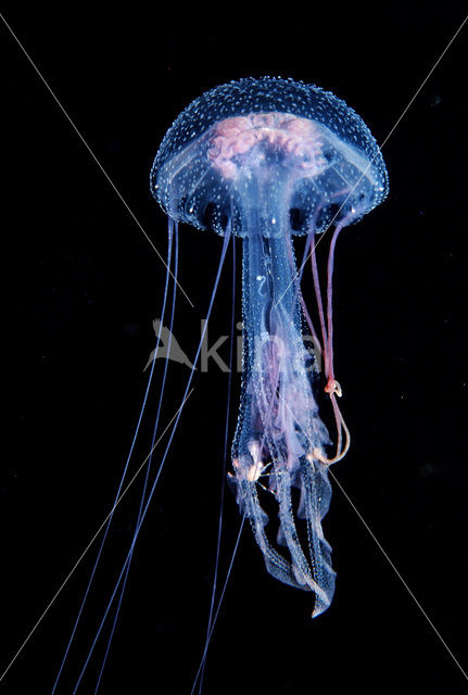 purplestriped jelly (Pelagia noctiluca)