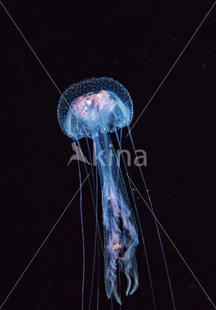 purplestriped jelly (Pelagia noctiluca)
