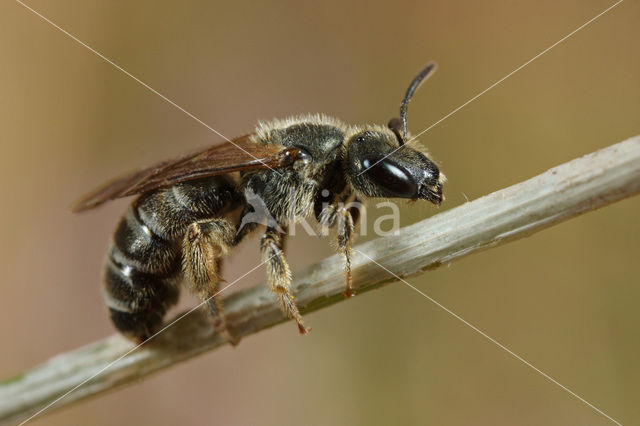 Parkbronsgroefbij (Halictus tumulorum)