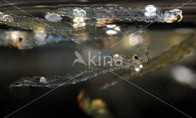 Phantom midge (Chaoborus sp.)