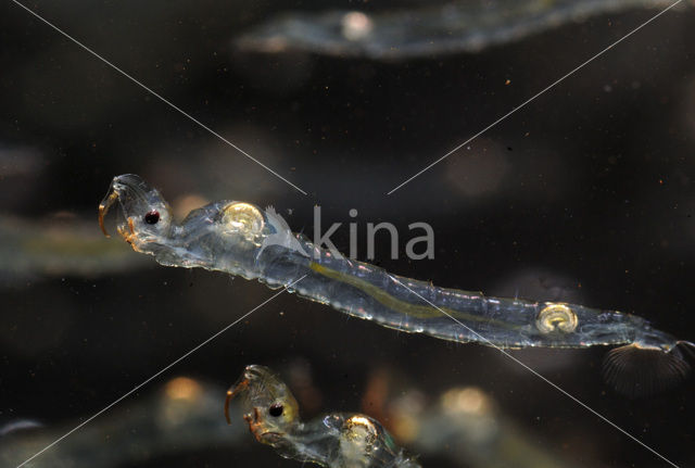 Phantom midge (Chaoborus sp.)