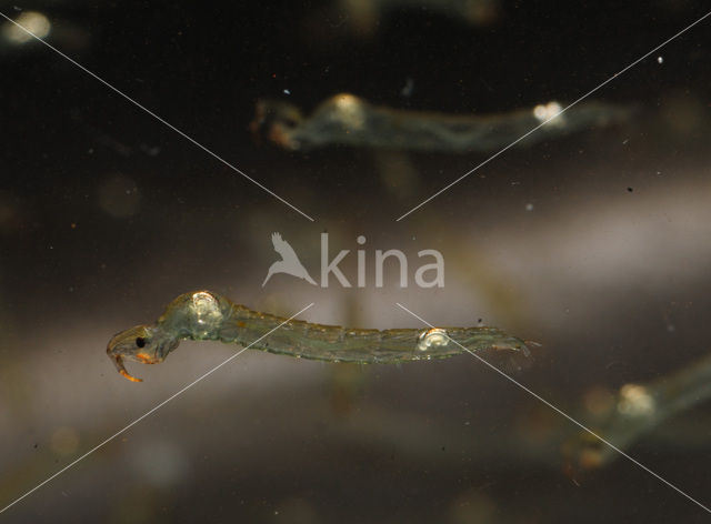 Phantom midge (Chaoborus sp.)