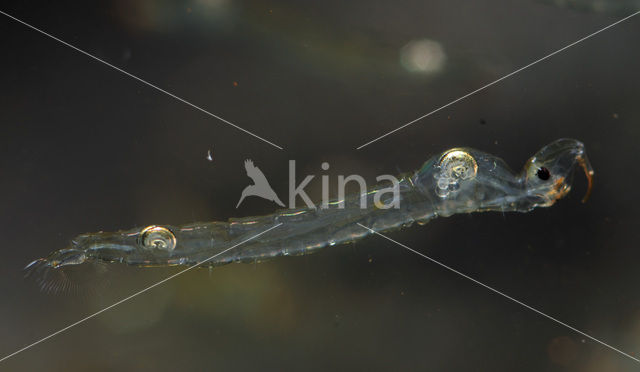 Phantom midge (Chaoborus sp.)