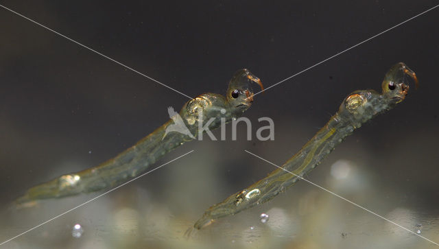 Phantom midge (Chaoborus sp.)