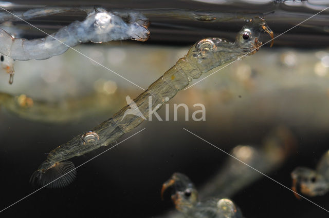 Phantom midge (Chaoborus sp.)