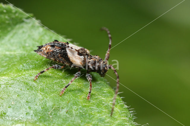 Pogonocherus hispidus