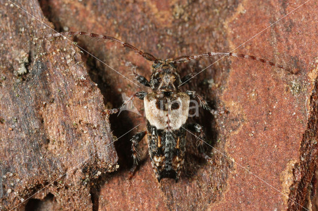 Pogonocherus hispidus