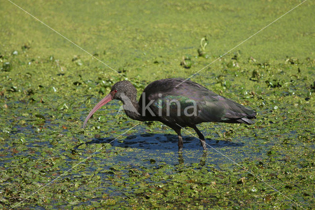 Puna Ibis (Plegadis ridgwayi)