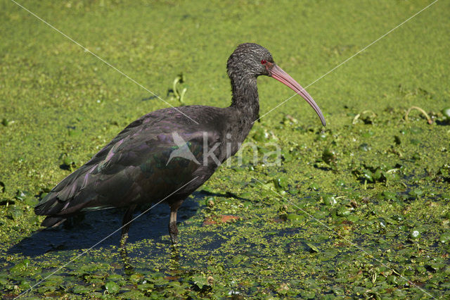 Puna Ibis (Plegadis ridgwayi)