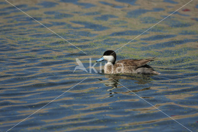 Puna Teal (Anas puna)
