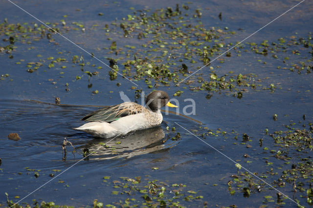 Puna Teal (Anas puna)